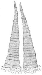 Pohlia tenuifolia, outer surface of exostome tooth. Drawn by R.D. Seppelt from P.J. Brownsey s.n., 20 Oct. 1996, WELT M0031769.
 Image: R.D. Seppelt © R.D. Seppelt All rights reserved